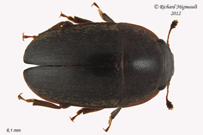 Sap-feeding beetle - Cryptarcha ampla1 1 m12