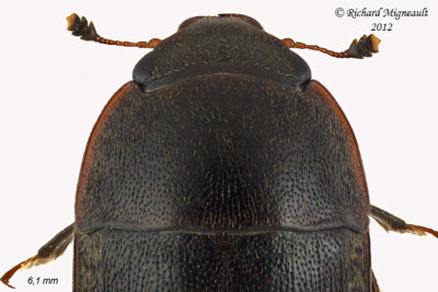 Sap-feeding beetle - Cryptarcha ampla1 2 m12