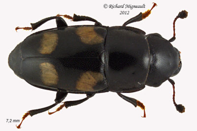 Sap-feeding beetle - Glischrochilus quadrisignatus1 1 m12