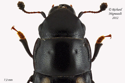 Sap-feeding beetle - Glischrochilus quadrisignatus1 2 m12