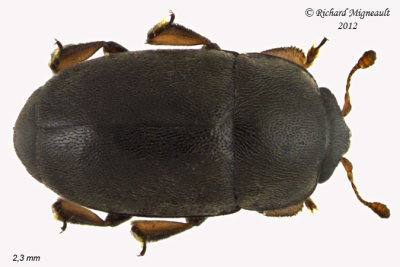 Sap-Feeding Beetle - Meligethes nigrescens1 1 m12