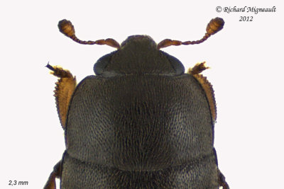 Sap-Feeding Beetle - Meligethes nigrescens1 2 m12