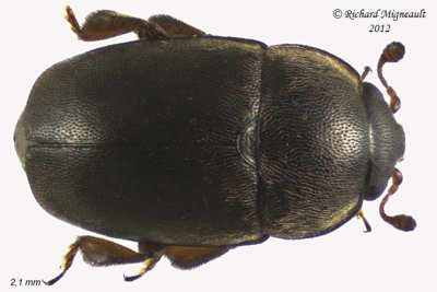 Sap-Feeding Beetle - Meligethes nigrescens2 m12