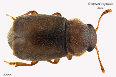 Short-winged Flower Beetle - Heterhelus sericans2 1 m12