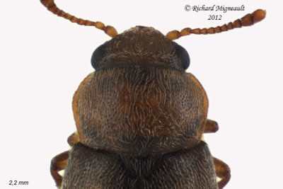 Short-winged Flower Beetle - Heterhelus sericans2 2 m12