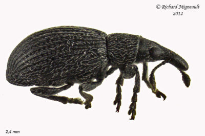 Primitive Weevil - Perapion curtirostre 1 m12