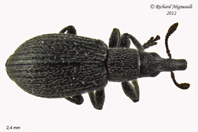 Primitive Weevil - Perapion curtirostre 2 m12