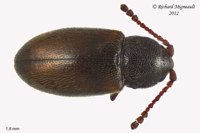 Silken Fungus Beetle - Atomaria wollastoni 1 m12