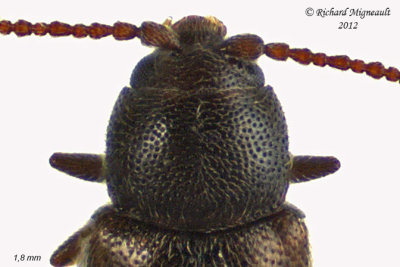 Silken Fungus Beetle - Atomaria wollastoni 2 m12