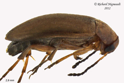 False flower beetle - Anaspis rufa m12