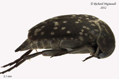 Tumbling flower beetle - Mordellaria borealis m12