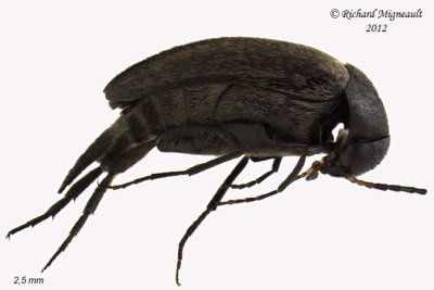 Tumbling flower beetle - Mordellistena aspersa 1 m12