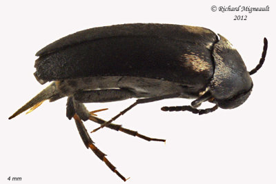 Tumbling flower beetle - Mordellochroa scapularis 1 m12