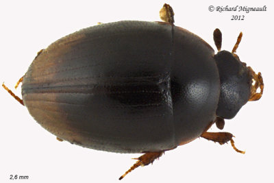 Water Scavenger Beetle - Cercyon Sub Cercyon sp 1 m12
