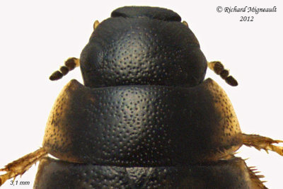 Water Scavenger Beetle - Laccobius agilis 3 m12