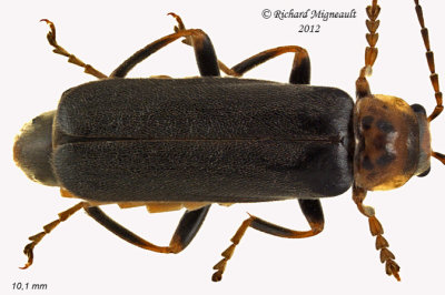 Soldier beetle - Cantharis rufa 2 m12
