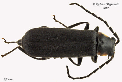 Soldier Beetle - Cantharis tuberculata2 1 m12