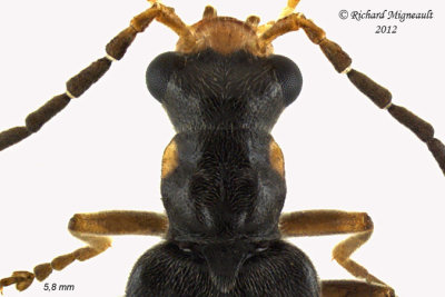 Soldier beetle - Malthacus puberulus 3 m12