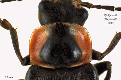 Soldier beetle - Rhaxonycha carolina 2 m12