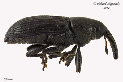 Weevil Beetles - Subfamily Baridinae