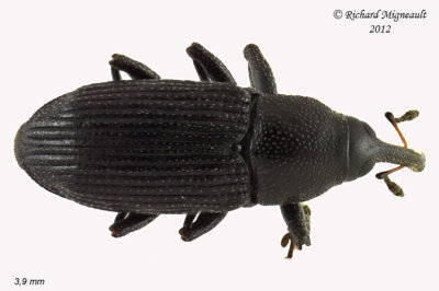 Weevil beetle - Dirabius rectirostris 2 m12
