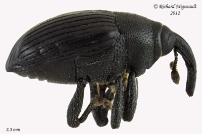 Weevil beetle - Stethobaris ovata 1 m12