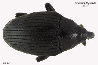 Weevil beetle - Stethobaris ovata 2 m12