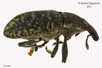 Weevil beetle - Larinus planus 1 m12