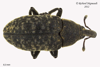Weevil beetle - Larinus planus 2 m12