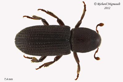 Weevil beetle - Hylastes porculus 1 m12