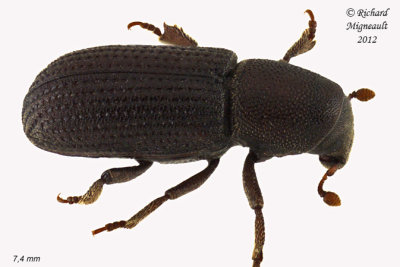 Weevil beetle - Hylastes porculus 2 m12