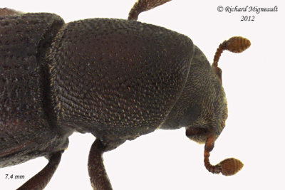 Weevil beetle - Hylastes porculus 3 m12