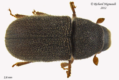 Weevil beetle - Polygraphus rufipennis 1 m12