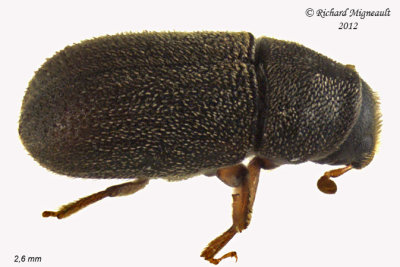 Weevil beetle - Polygraphus rufipennis 2 m12