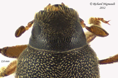 Weevil beetle - Polygraphus rufipennis 3 m12