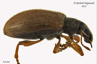 Weevil Beetle - Phyllobius oblongus1 1 m12