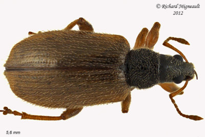 Weevil Beetle - Phyllobius oblongus1 2 m12
