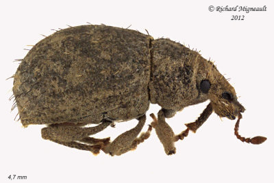 Weevil Beetle - Phyxelis rigidus 1 m12