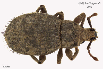 Weevil Beetle - Phyxelis rigidus 2 m12