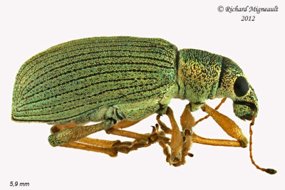 Weevil Beetle - Polydrusus sericeus 1 m12
