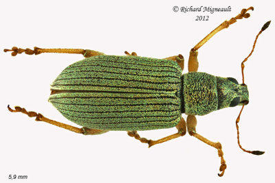 Weevil Beetle - Polydrusus sericeus 2 m12