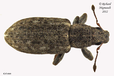 Weevil Beetle - Sitona cylindricollis 2 m12
