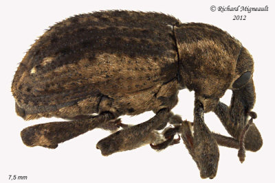 Weevil Beetle - Donus zoilus - Clover Leaf Weevil 1 m12