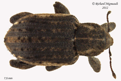 Weevil Beetle - Donus zoilus - Clover Leaf Weevil 2 m12