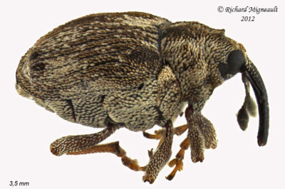 Weevil beetle - Ceutorhynchus oregonensis 1 m12