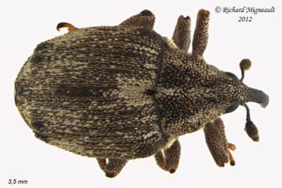 Weevil beetle - Ceutorhynchus oregonensis 2 m12