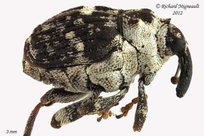 Weevil Beetles - Subfamily Ceutorhynchinae