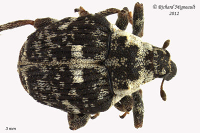 Weevil beetle - Dietzella zimmermanni 2 m12