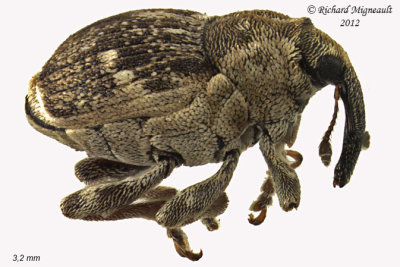 Weevil Beetle - Nedyus apicalis 1 m12