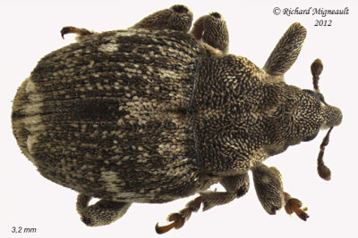 Weevil Beetle - Nedyus quadrimaculatus 2 m12